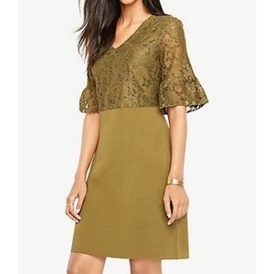 NWT Ann Taylor lace ruffle sleeve dress size XS